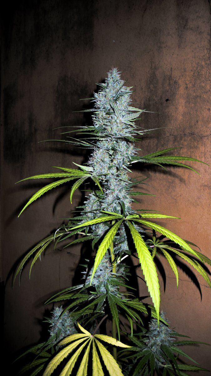 Critical kush  2 50 days