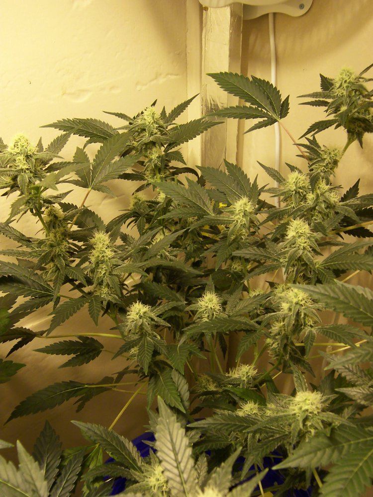 Critical Kush 3g