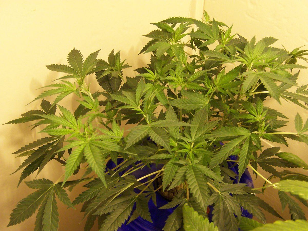 Critical Kush 4 in