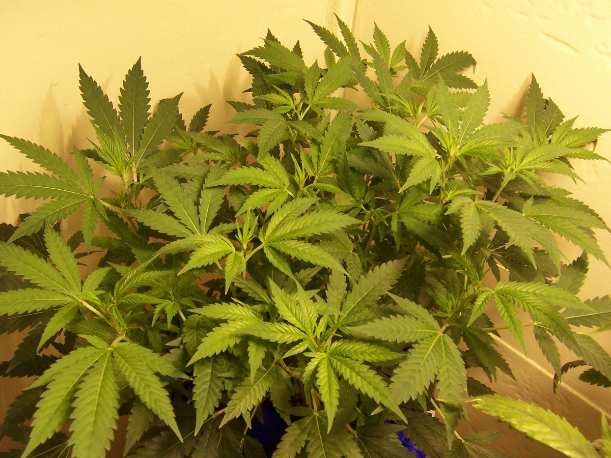 Critical Kush 4 W1