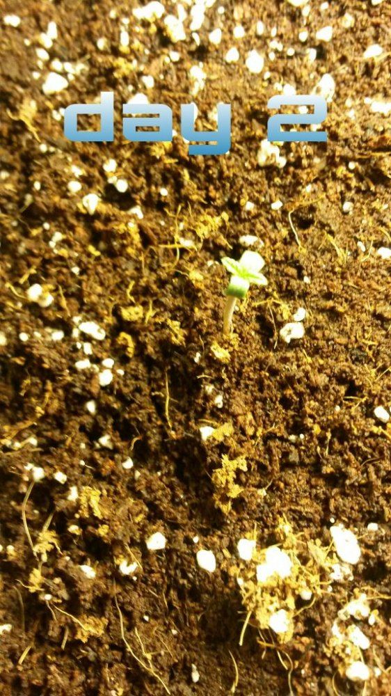 Critical kush grow journal barneys farm seeds