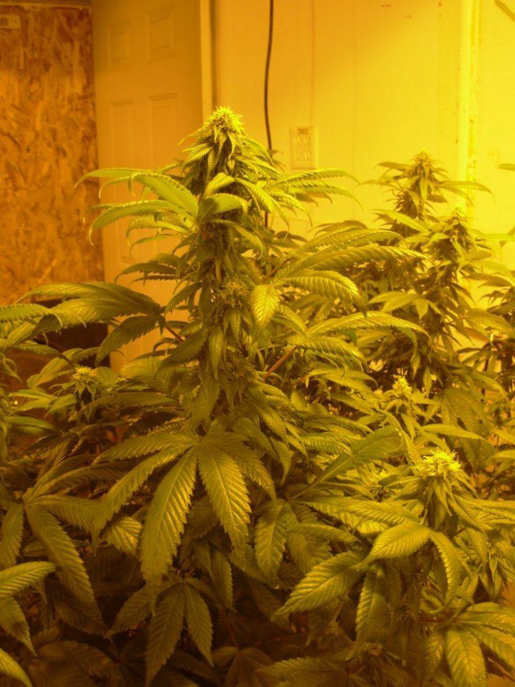 Critical Mass Day 23