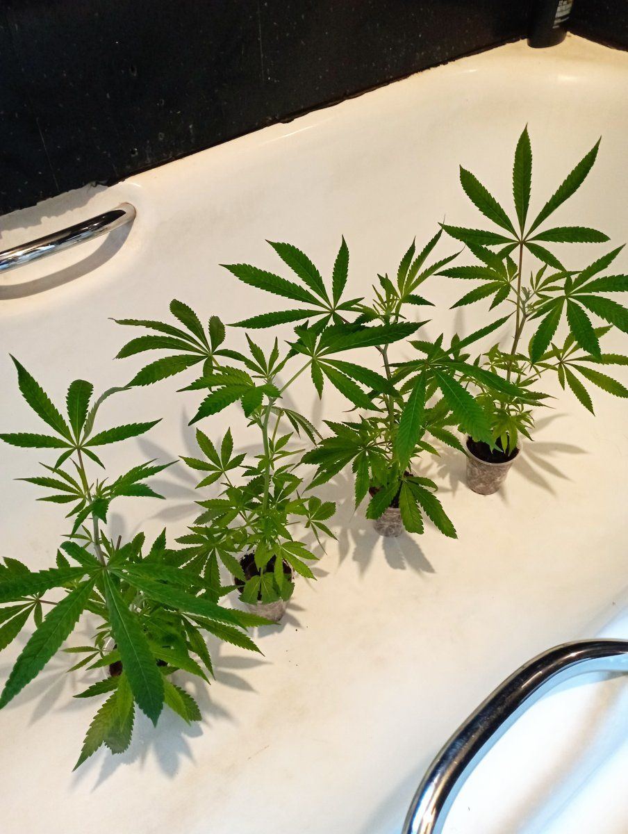 Critical mass