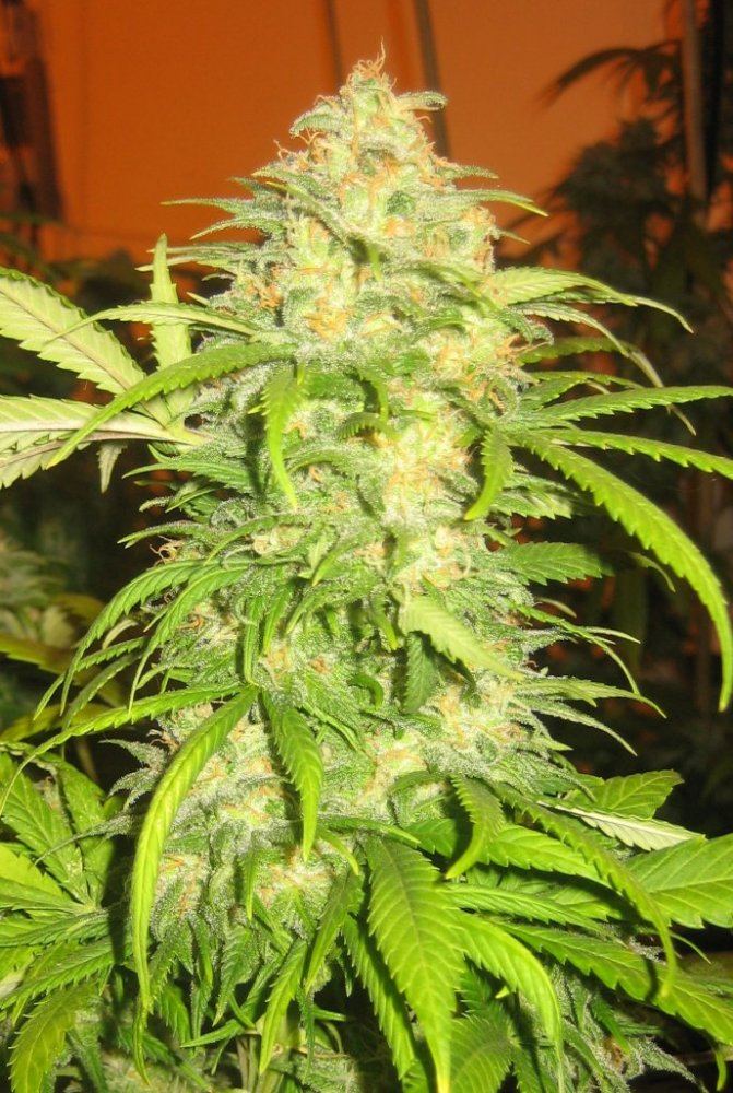 Critical mass
