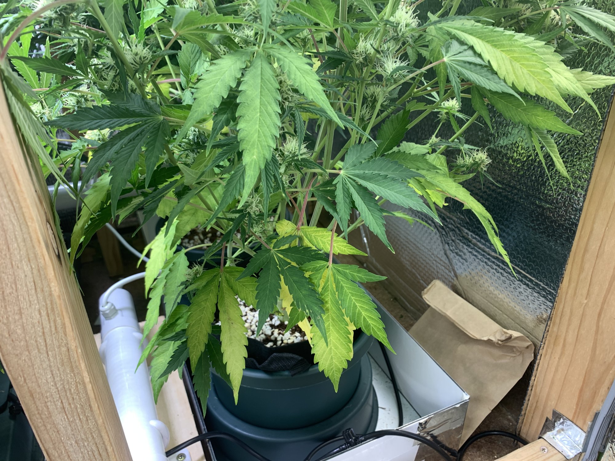 Critical mass lower leaves yellowing  dying 3