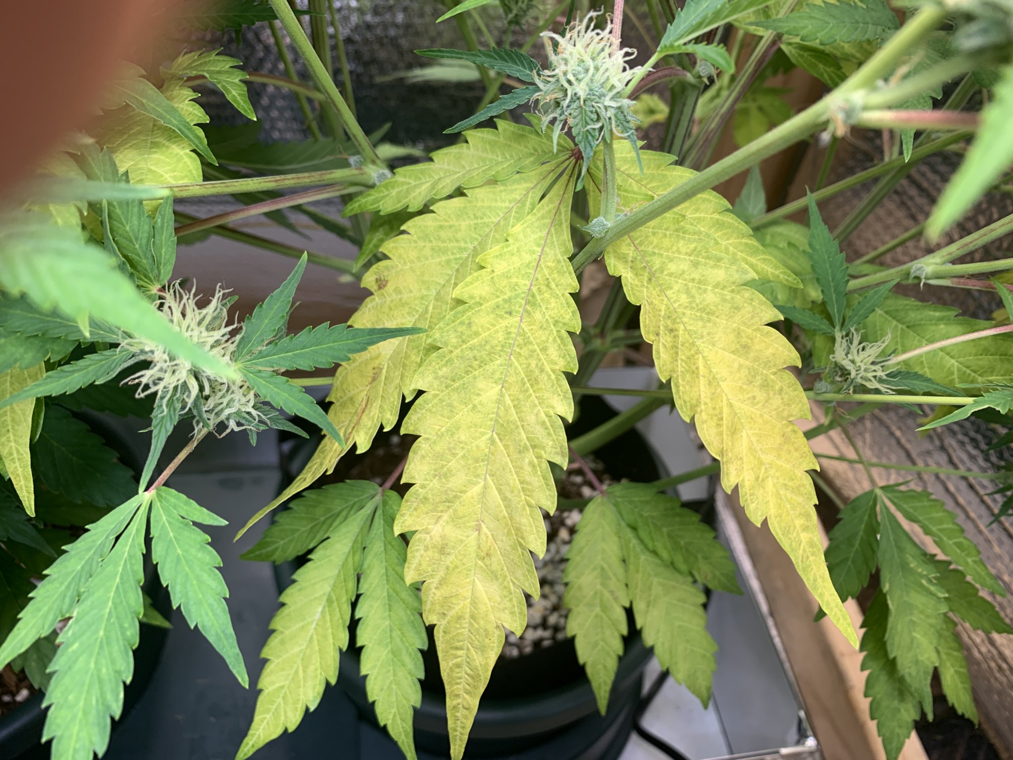 Critical mass lower leaves yellowing  dying 4
