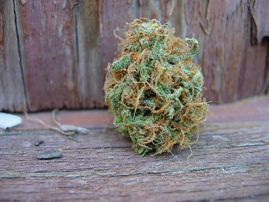 Critical plus jack 2