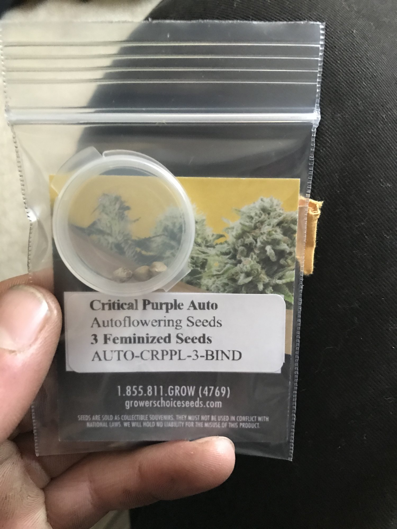 Critical purple auto tips from growers choice seeds