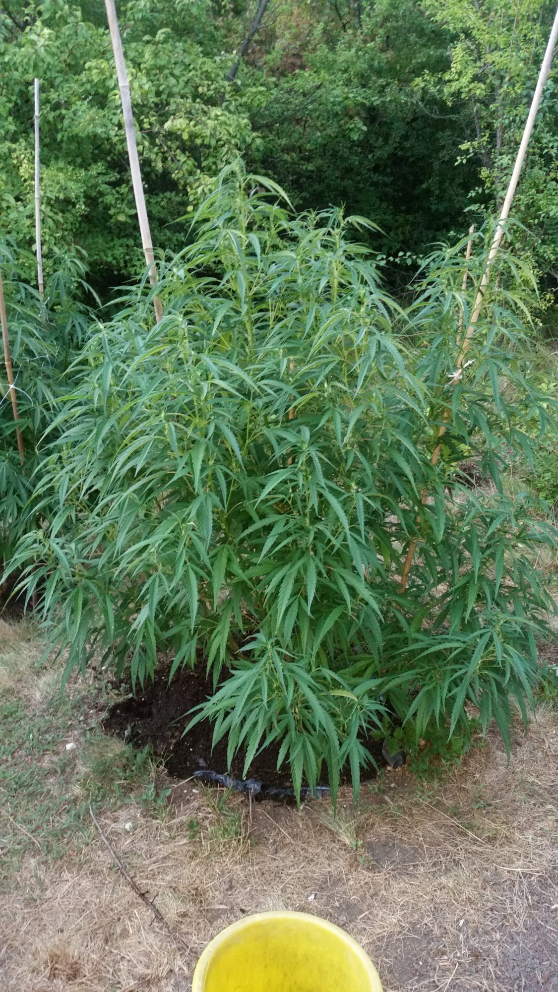 Critical Purple Kush