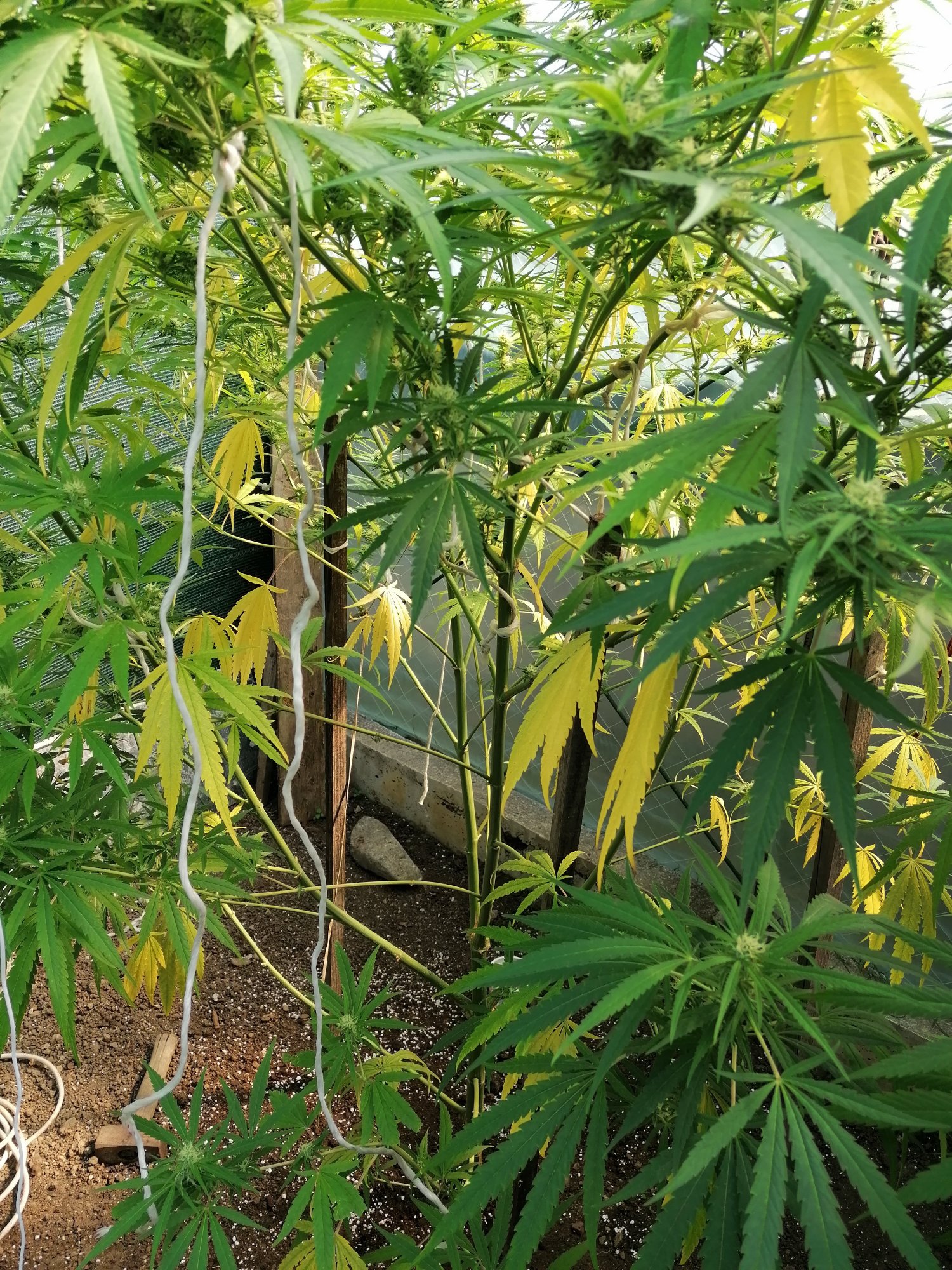 Critical yellow leaves rapidly 2