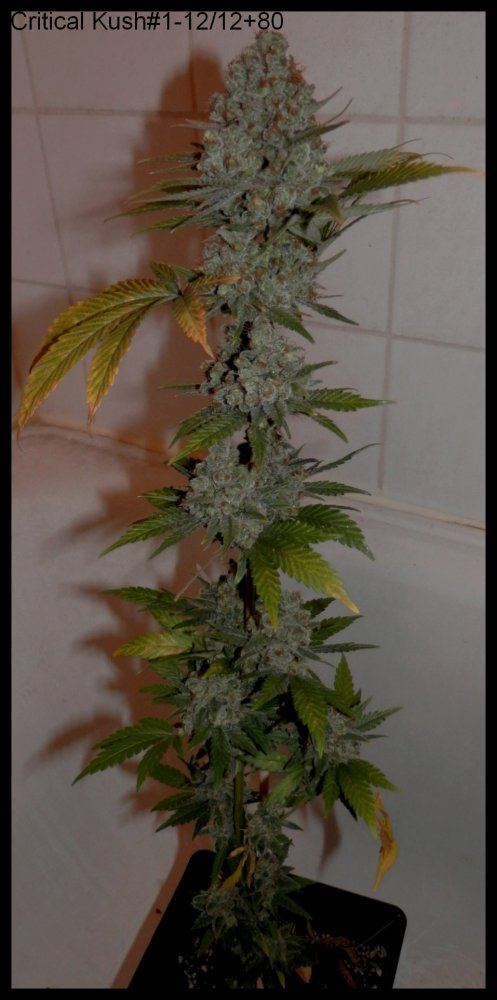 CriticalKush1 80days   1