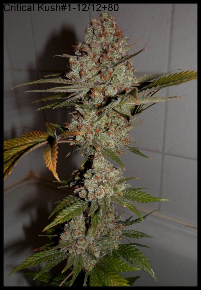 CriticalKush1 80days   2