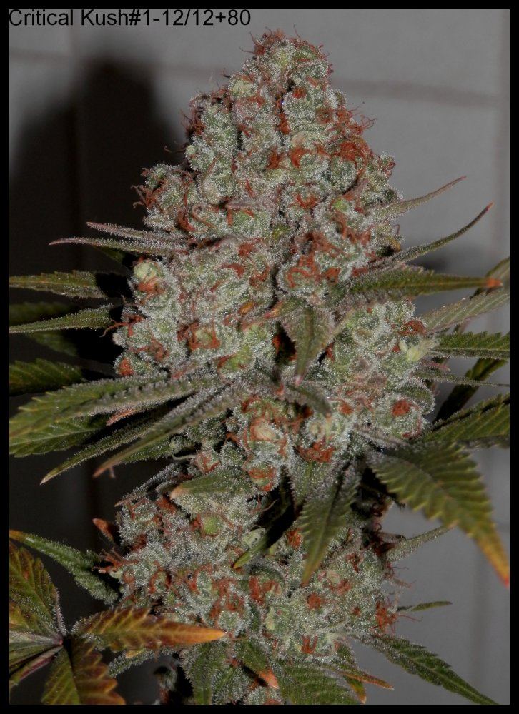 CriticalKush1 80days   3