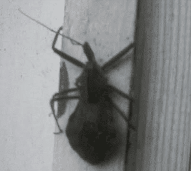 Critter101417