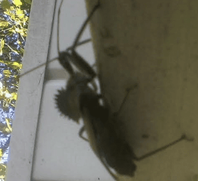 Critter2101417
