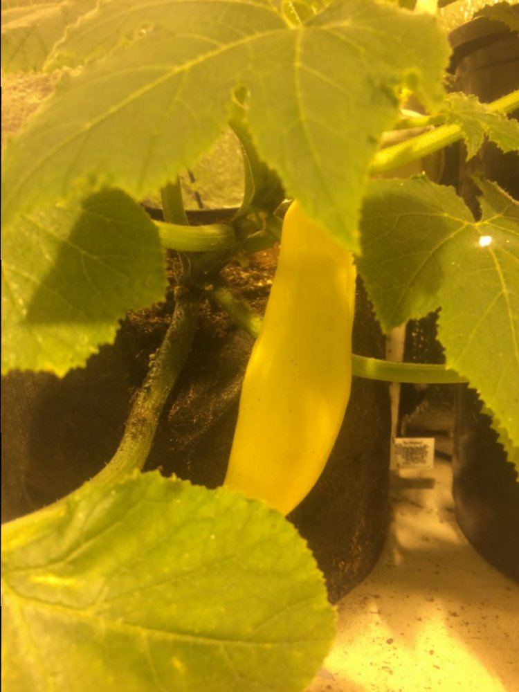 Crook Neck Squash