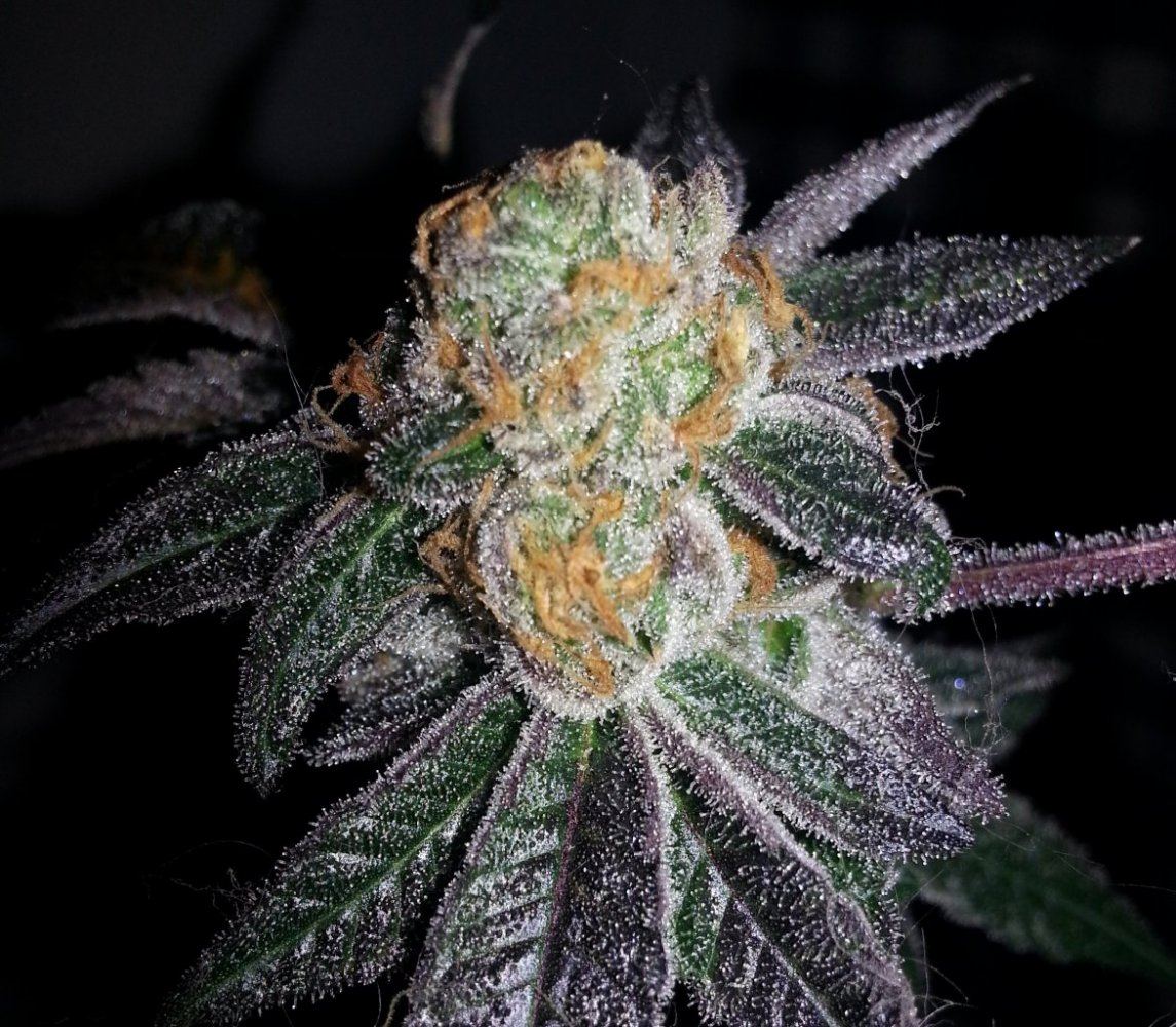 Crookie