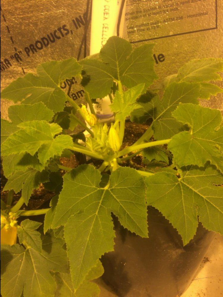 Crookneck Squash 3