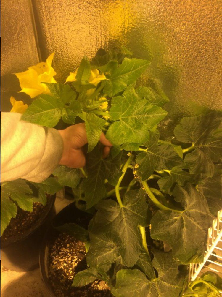 Crookneck Squash