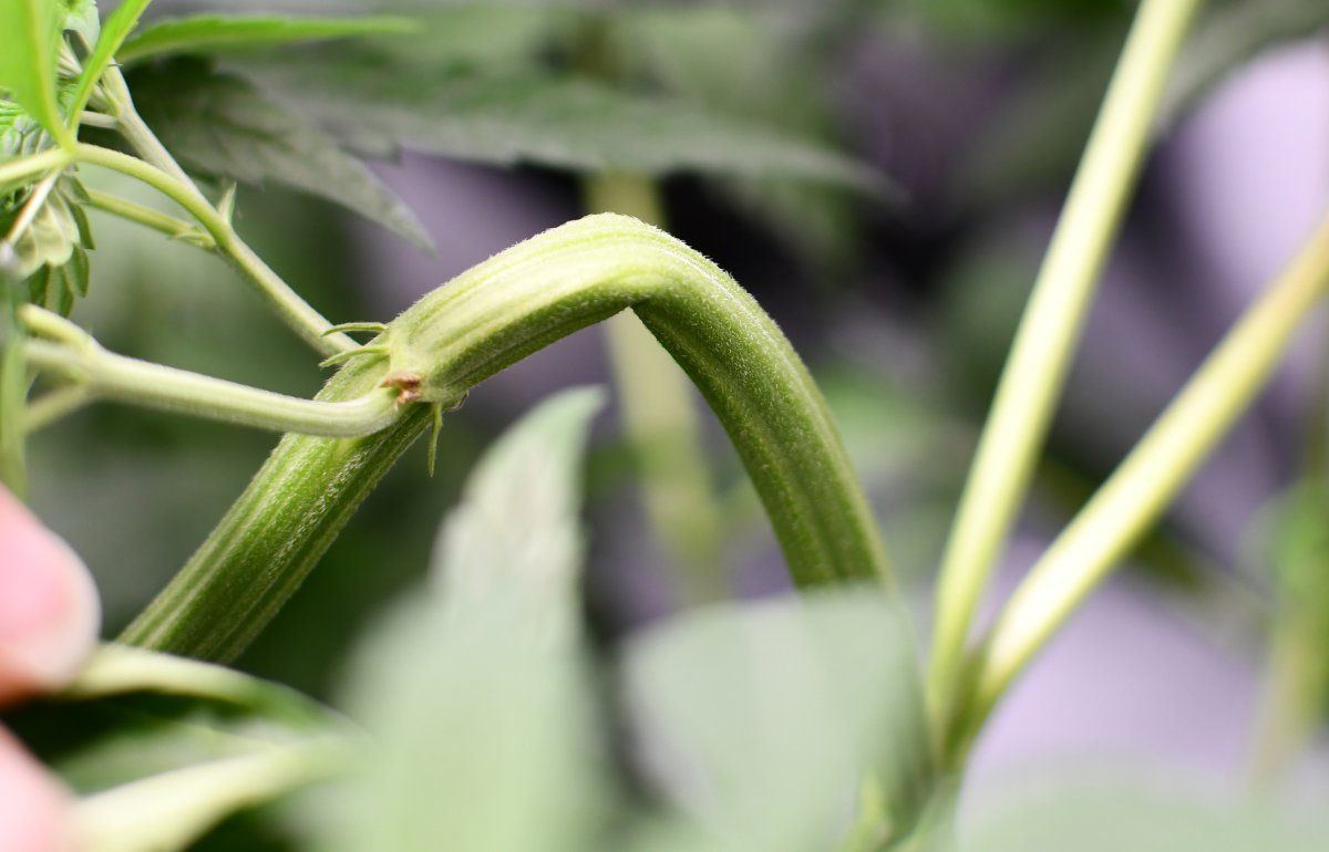 Crop