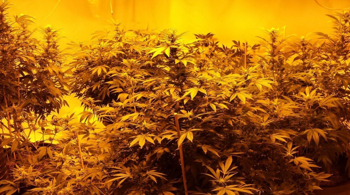 Crop1