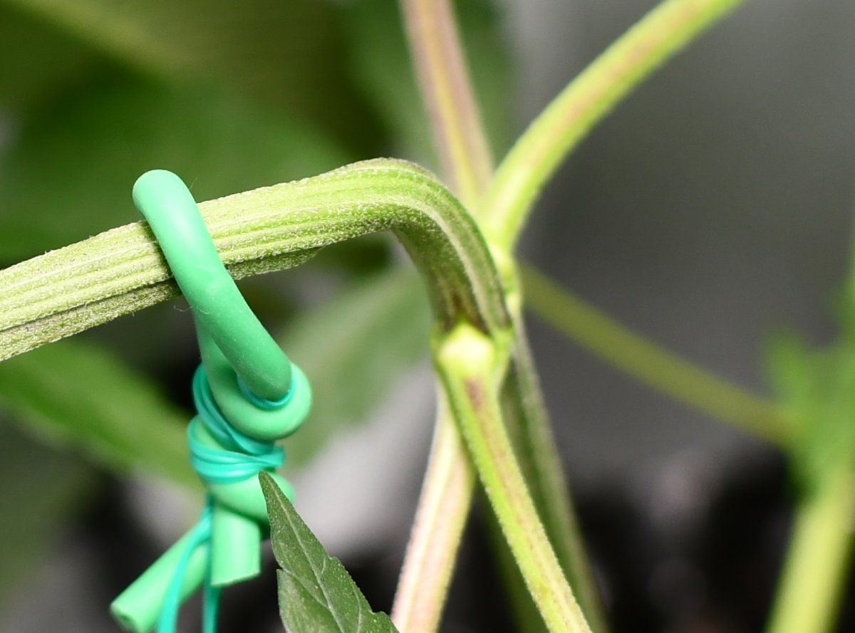 Crop2