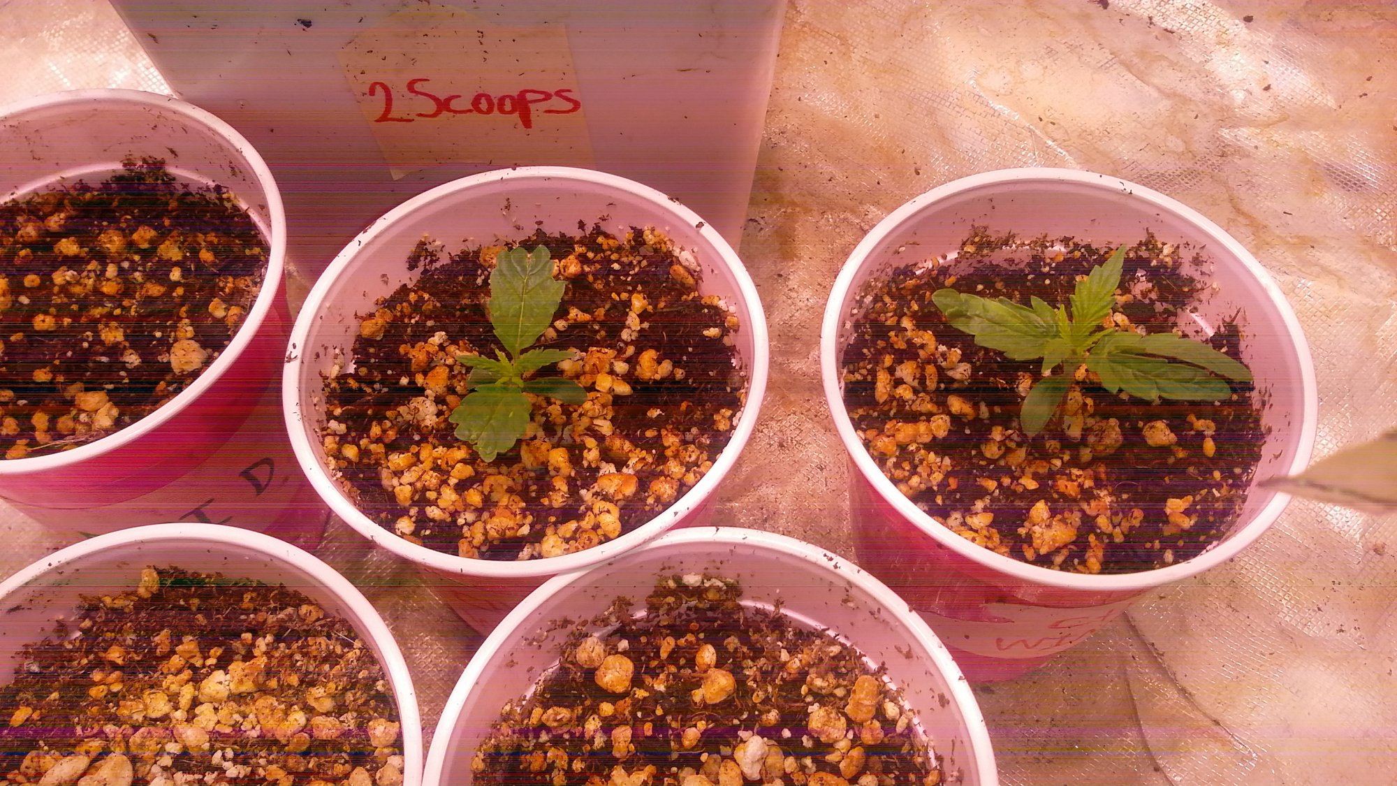 Cross breeding hemp with marijuana 2