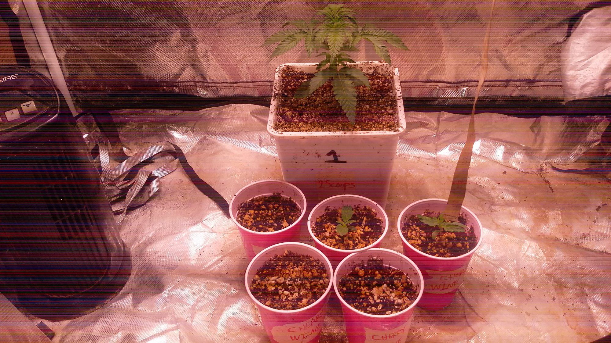Cross breeding hemp with marijuana