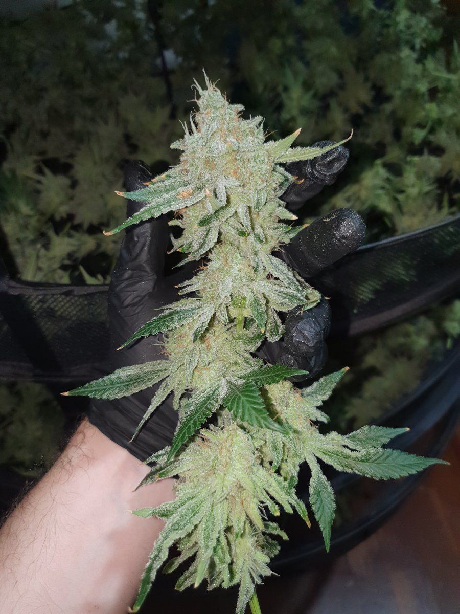 CRs 3