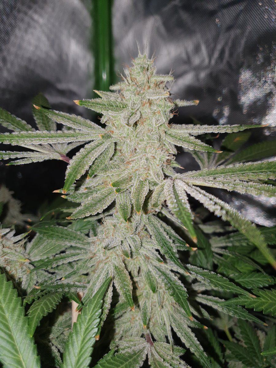CRs 7