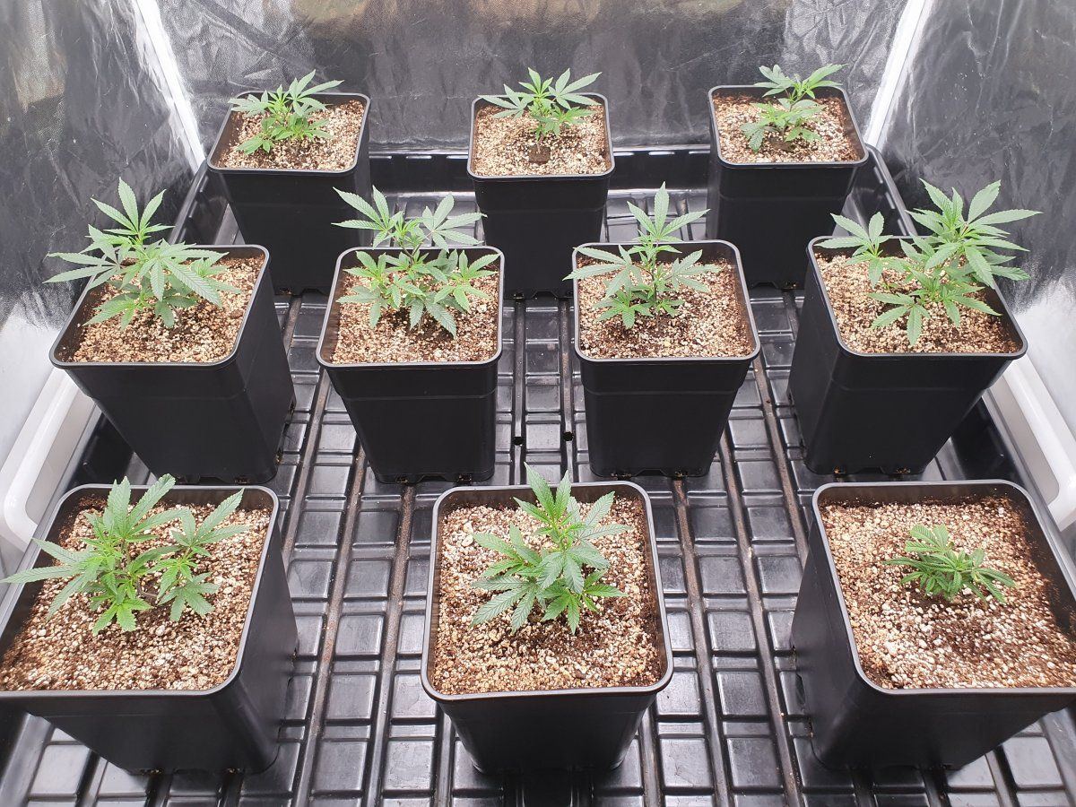 CRs Clones