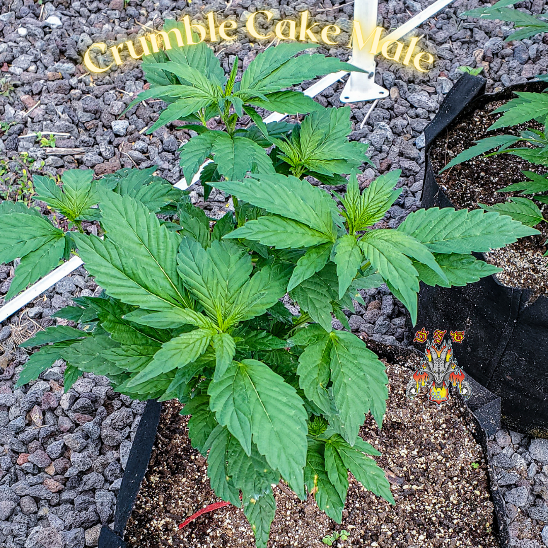 Crumble Cake Male