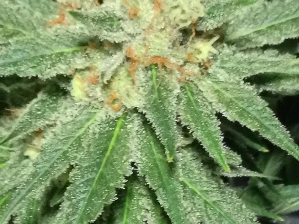 Crusty1
