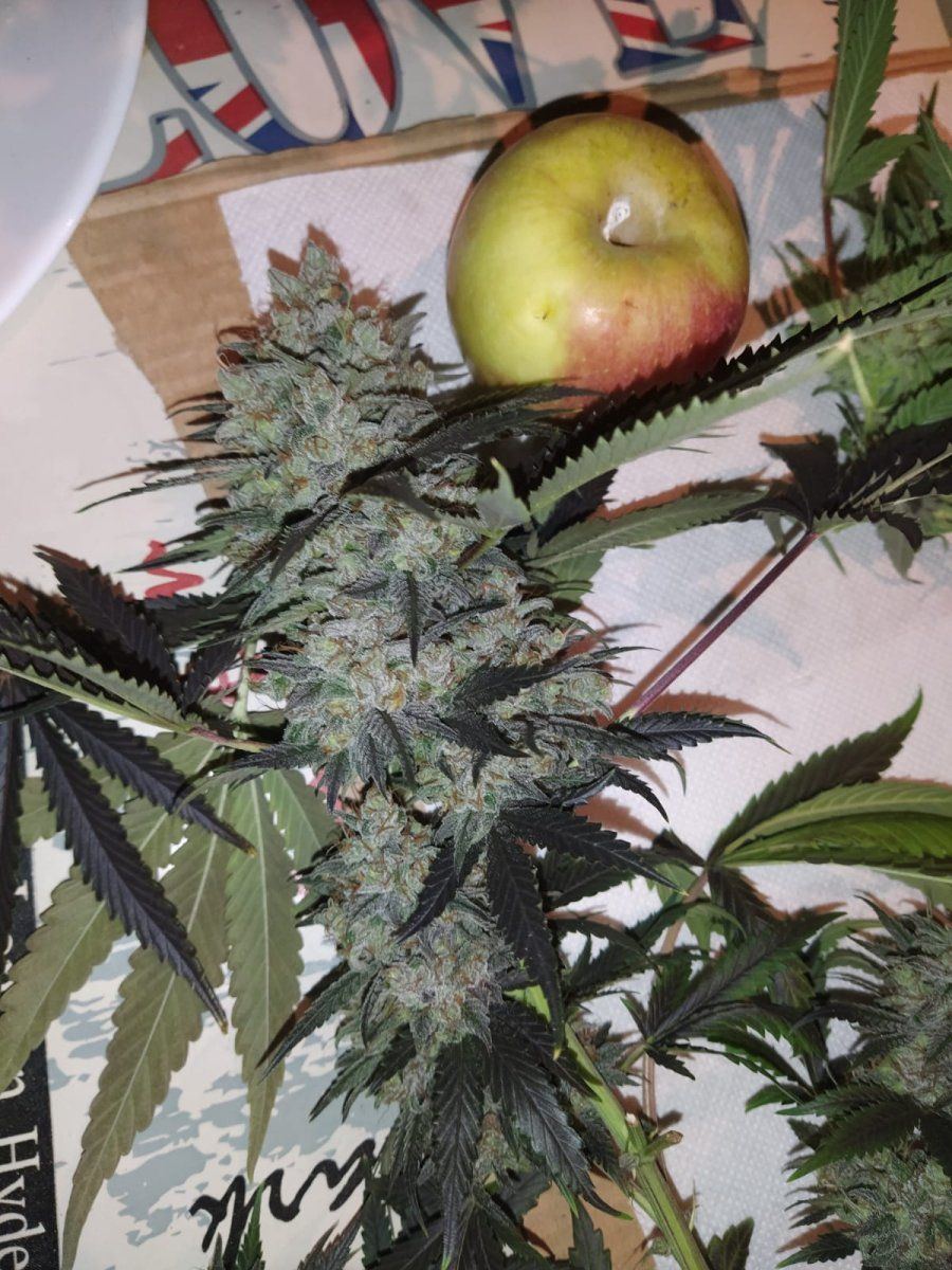 www.thcfarmer.com
