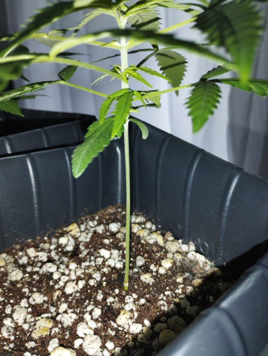 Crystal meth auto and bubble gum auto 5