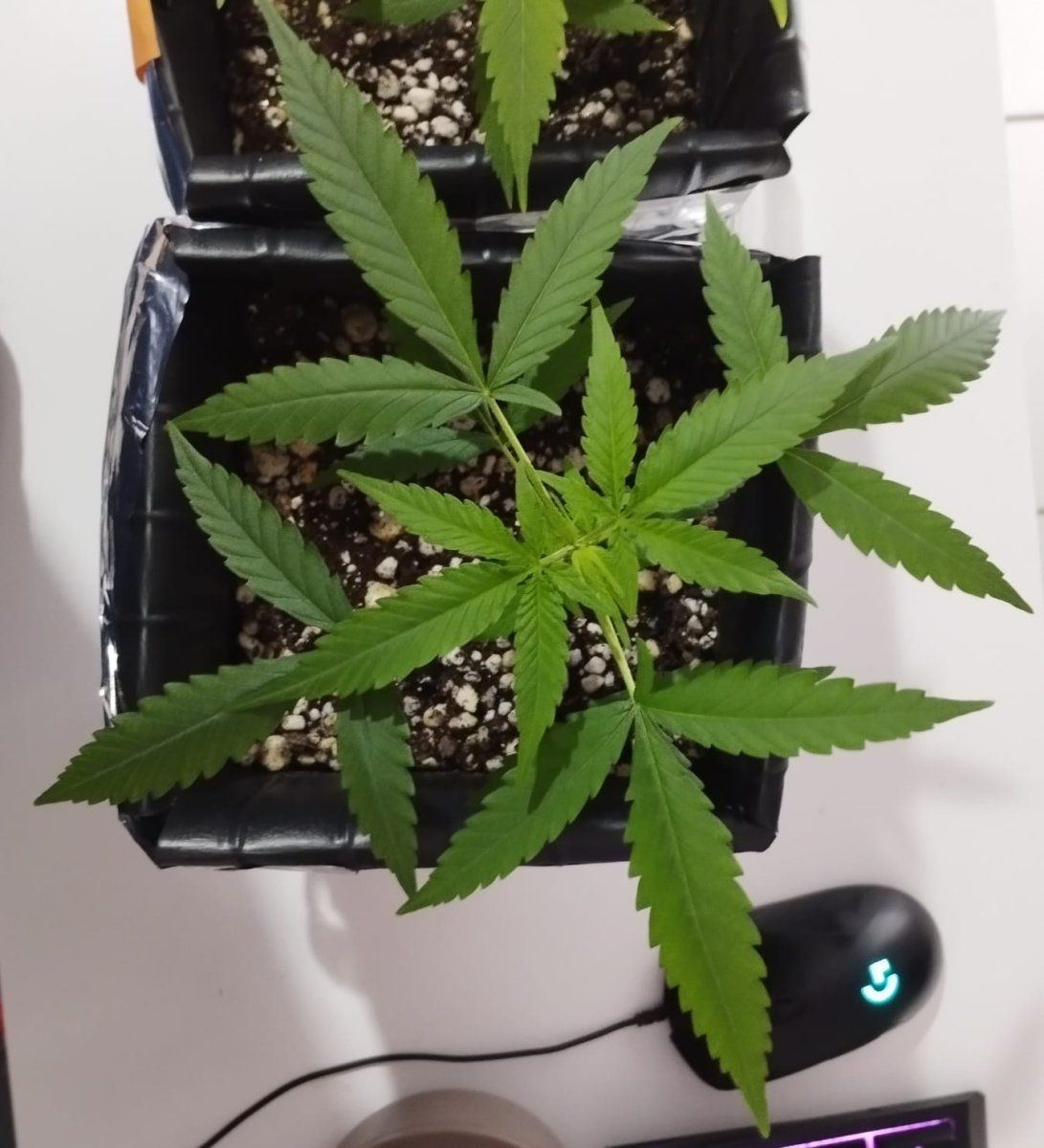 Crystal meth auto and bubble gum auto 6