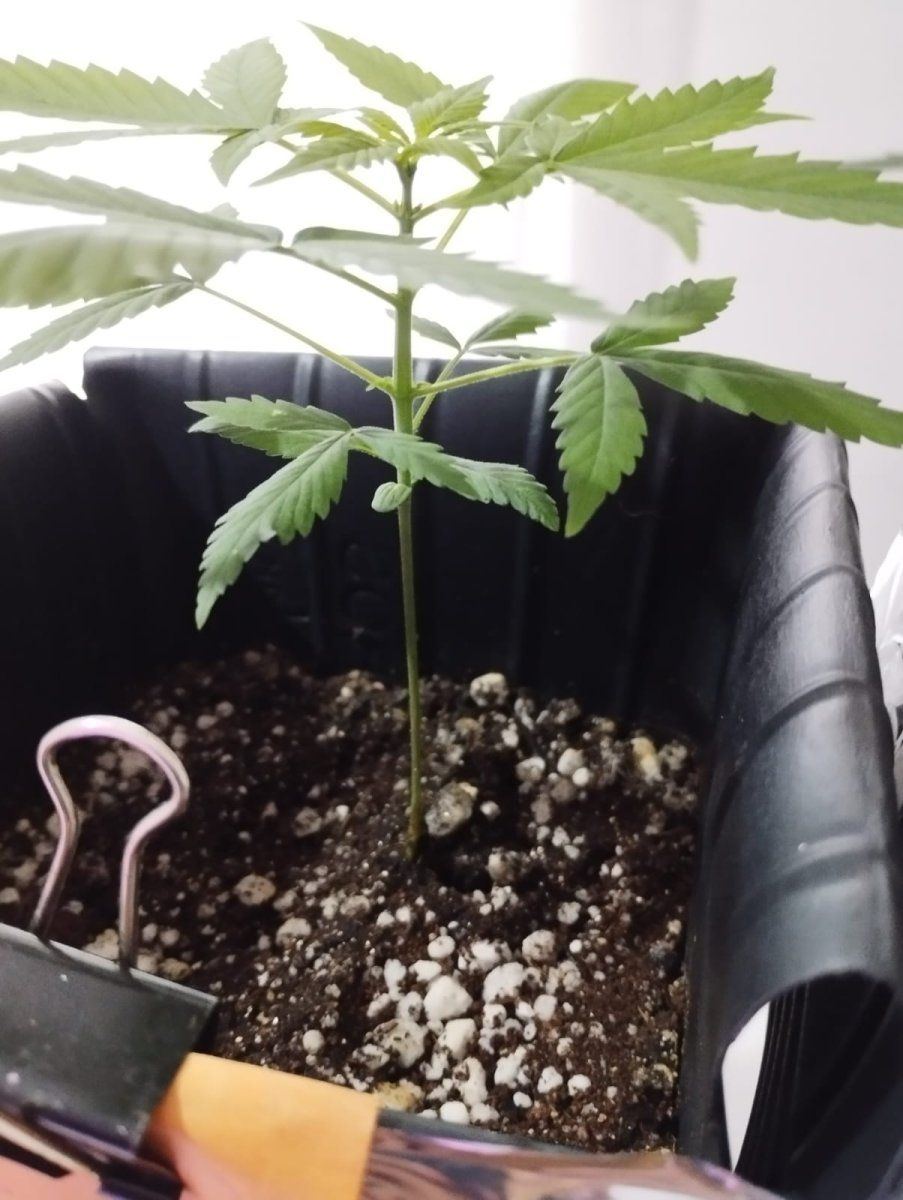 Crystal meth auto and bubble gum auto