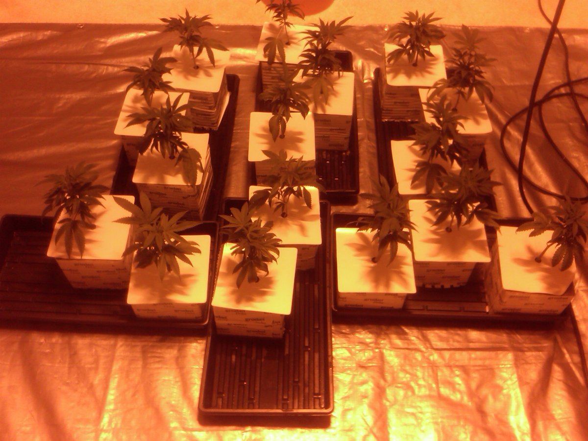 Crystal og 1k hps 2