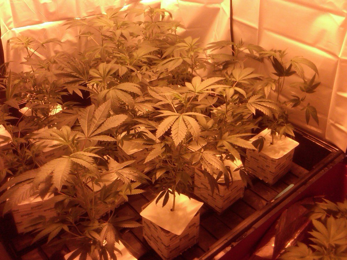 Crystal og 1k hps 3