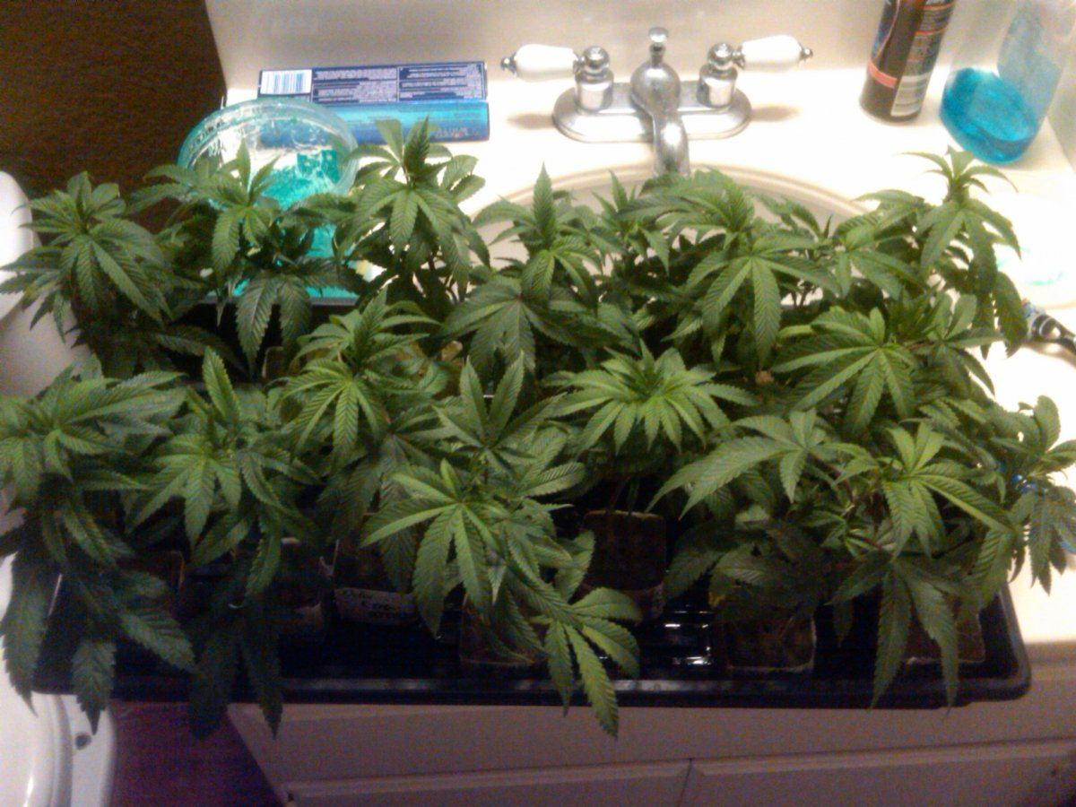 Crystal og 1k hps