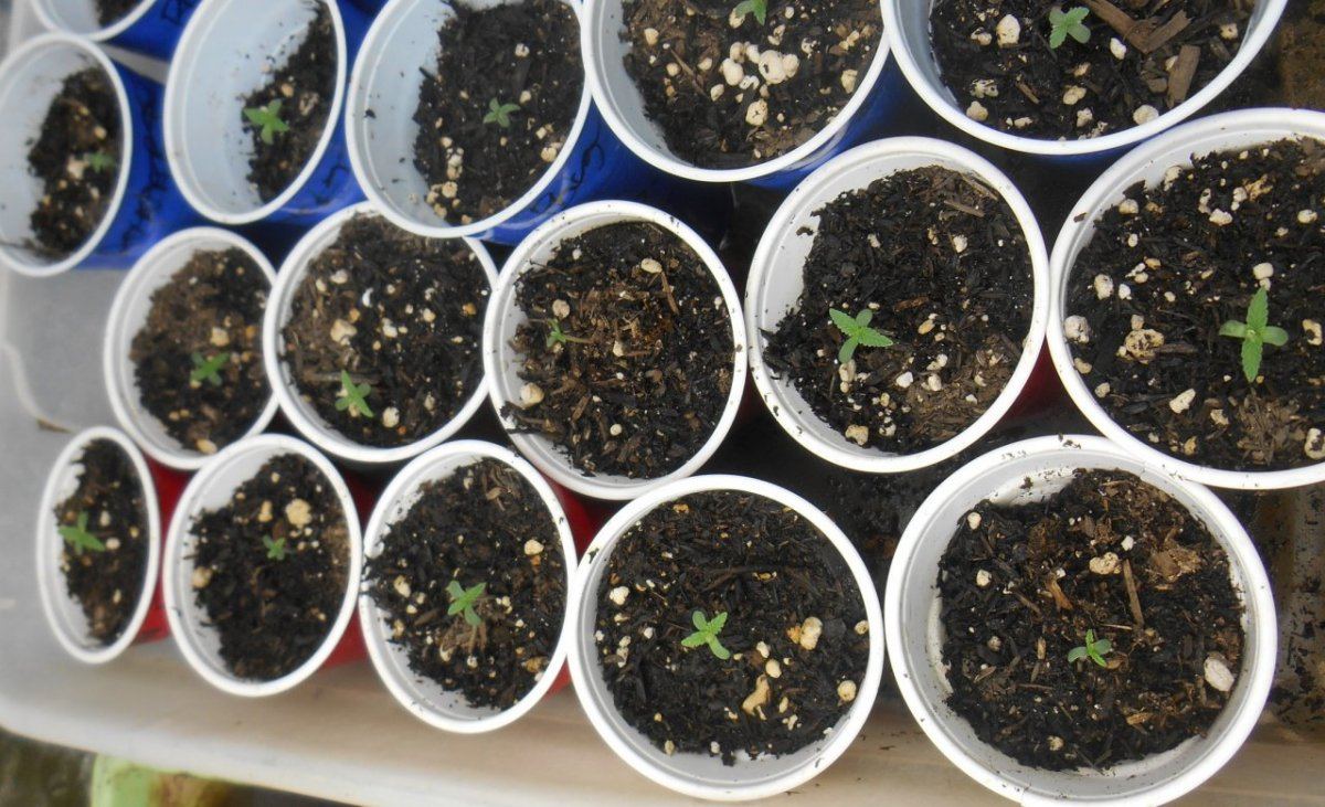 Crystalcushseedlings111