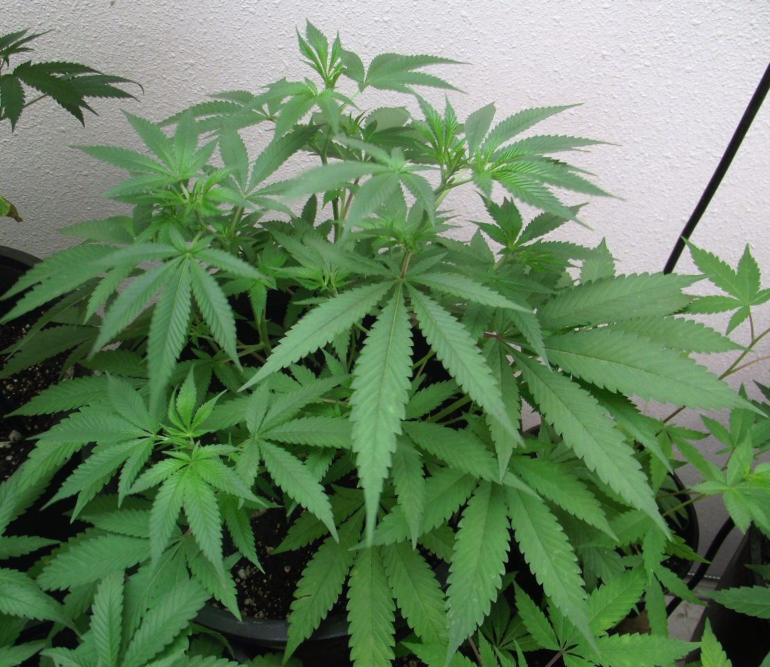 CS3