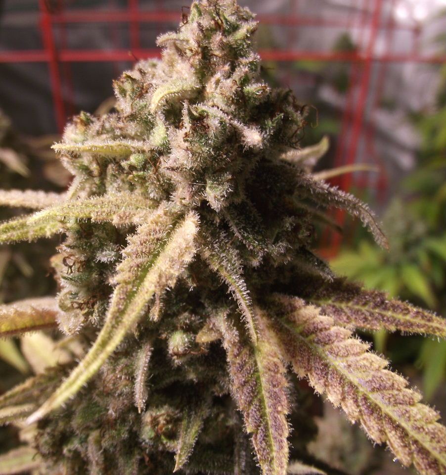 CS53