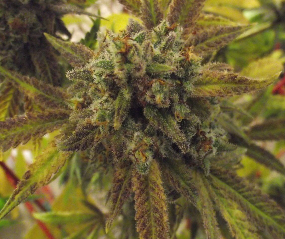 CS54