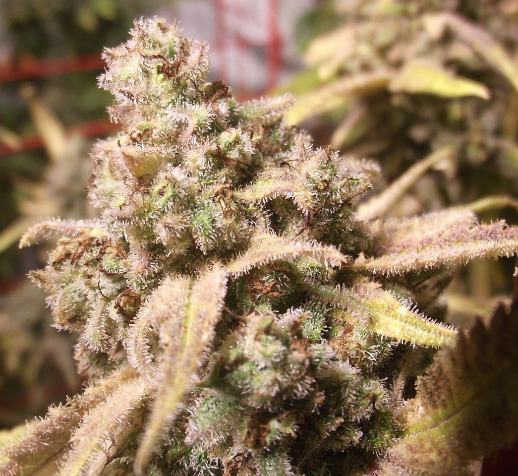 CS54