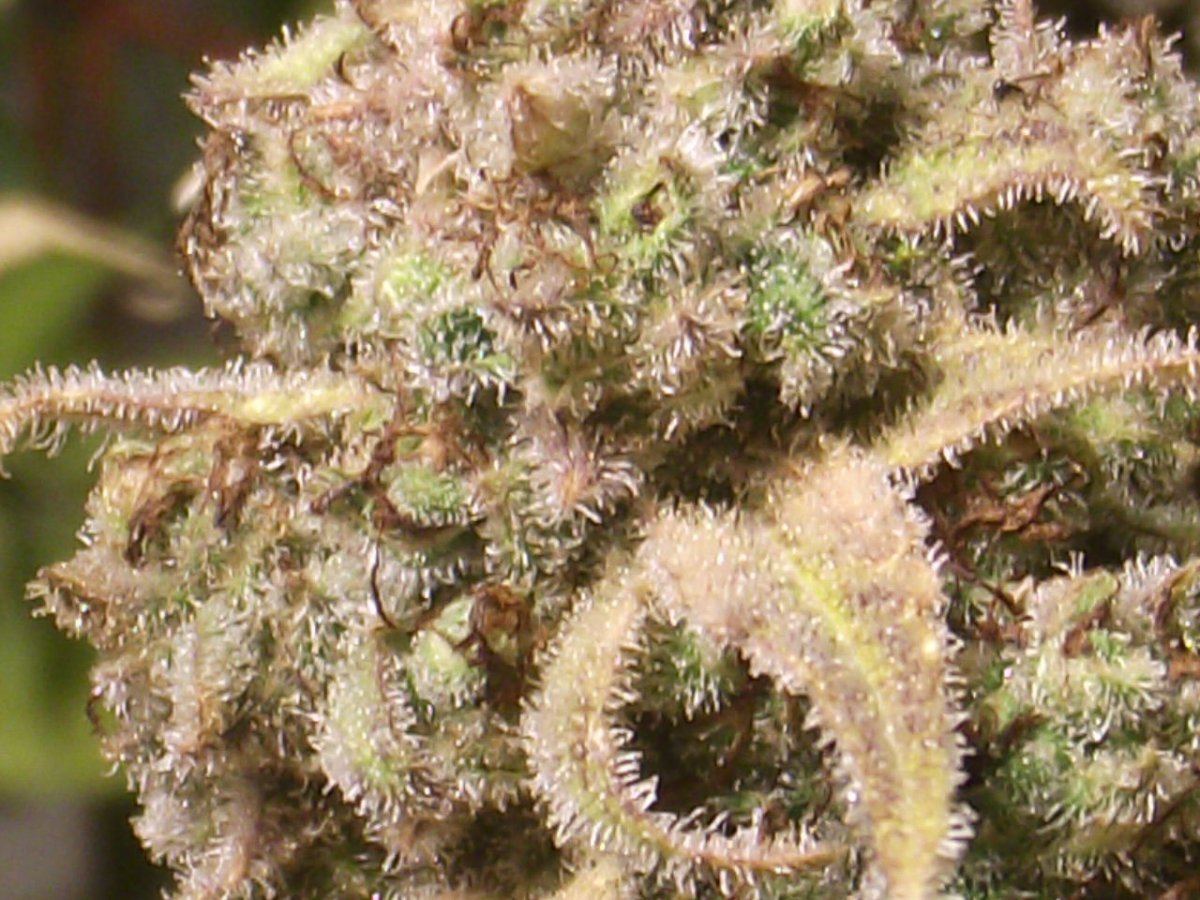 CS55