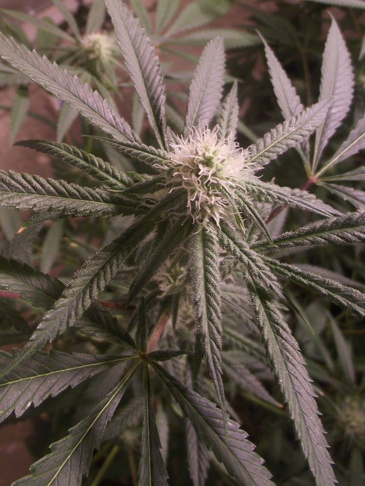 CS62