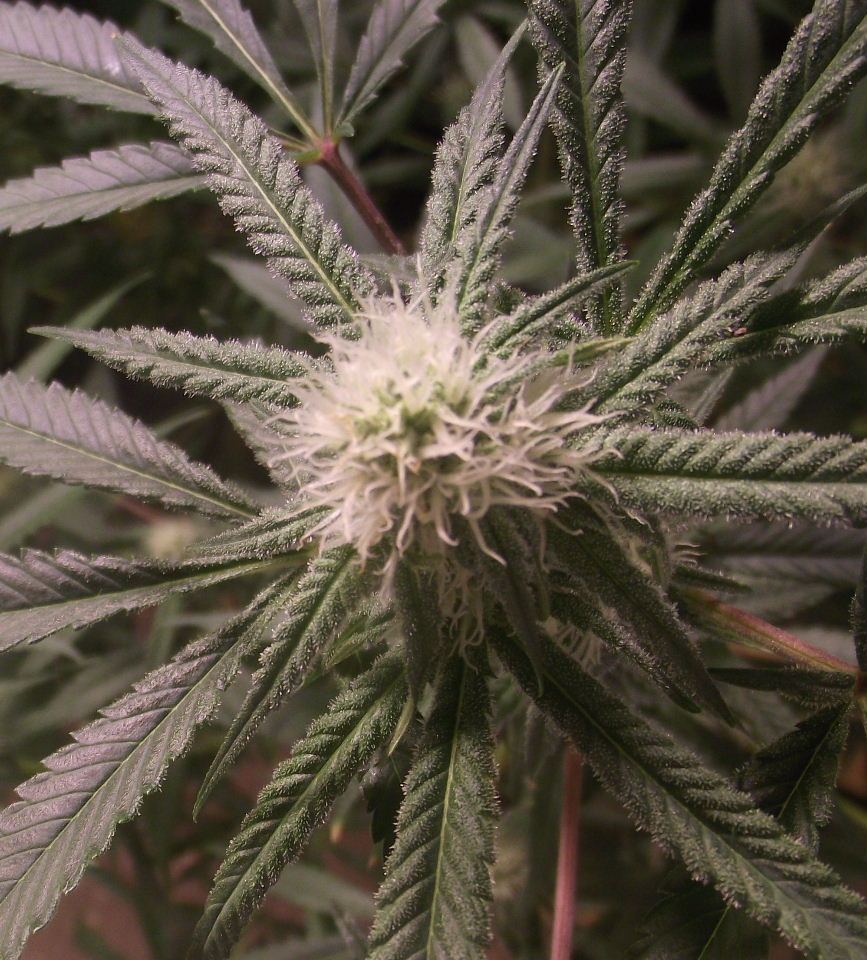 CS63