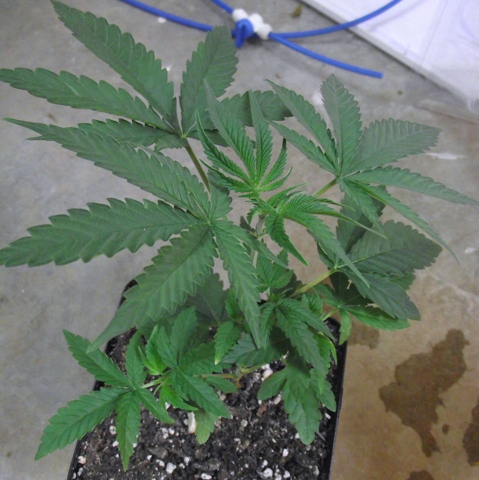 CS8