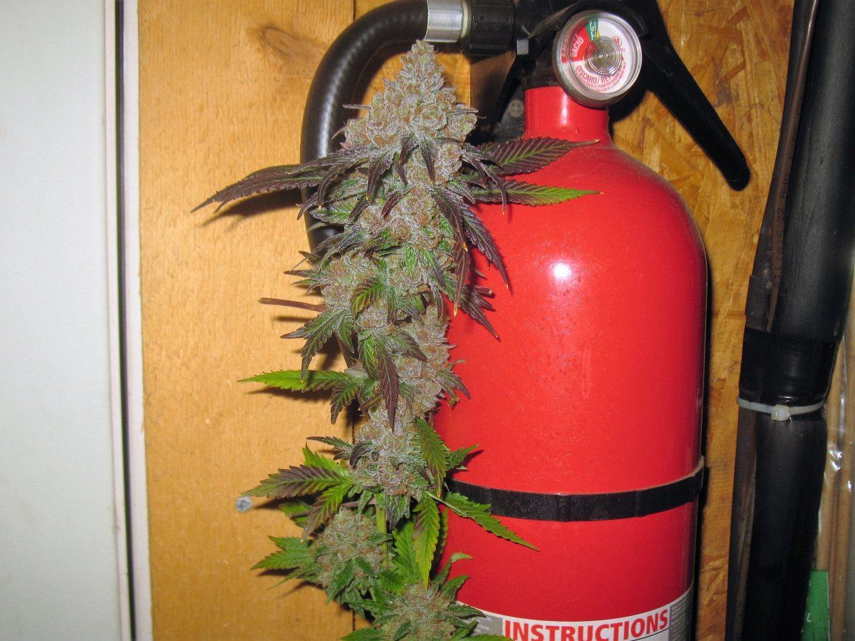 Csc IMG 1003